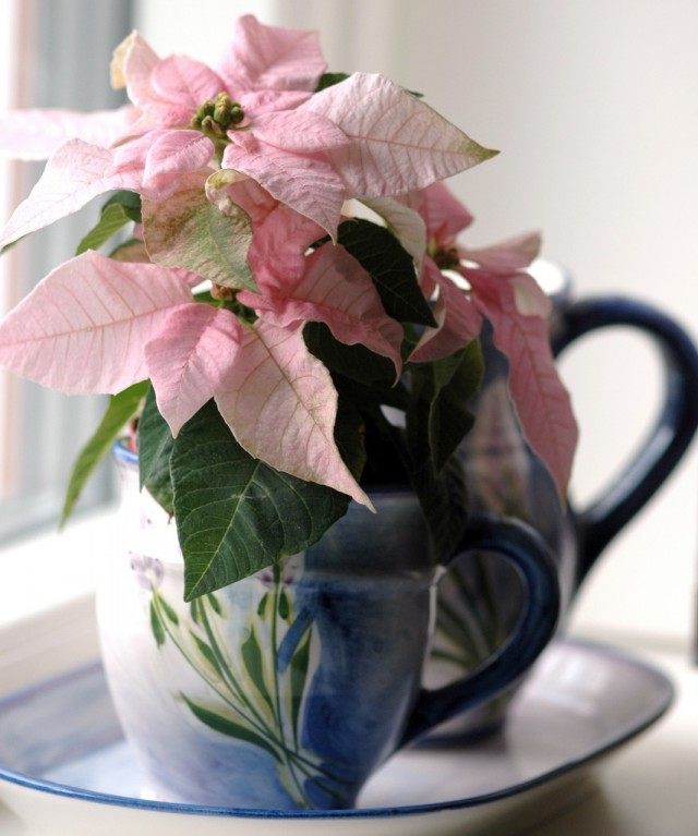 Because of the flowering time that falls on Christmas, and also due to the fact that the bracts form a star shape, Poinsettia is called the "Star of Bethlehem", or "Christmas star"