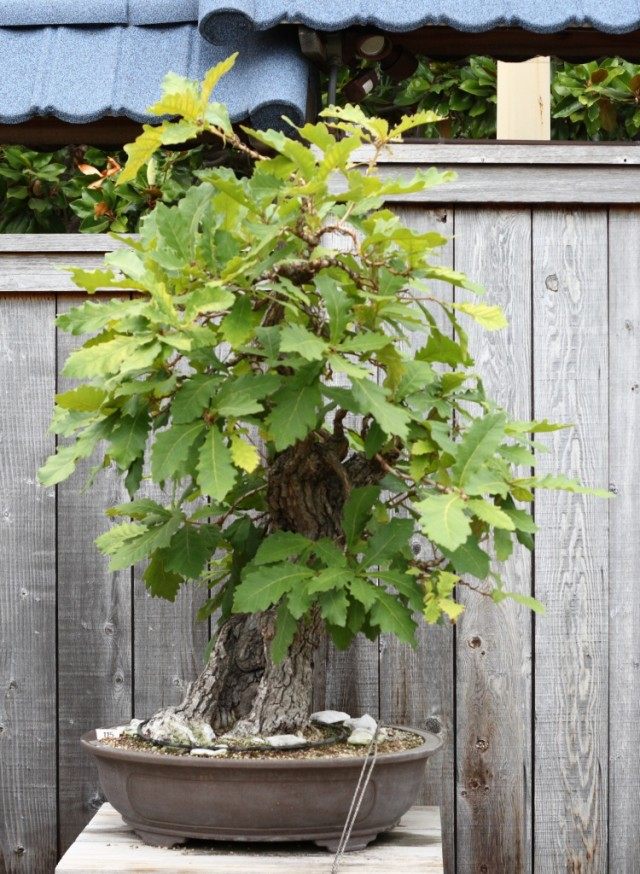 Bonsai of scalloped oak