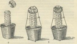 Reproduction of cacti - care
