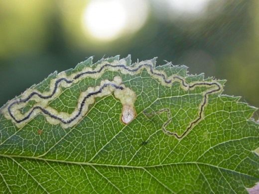 Serpentine caterpillar mine