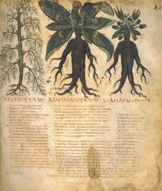 Witch flower - mandrake - care