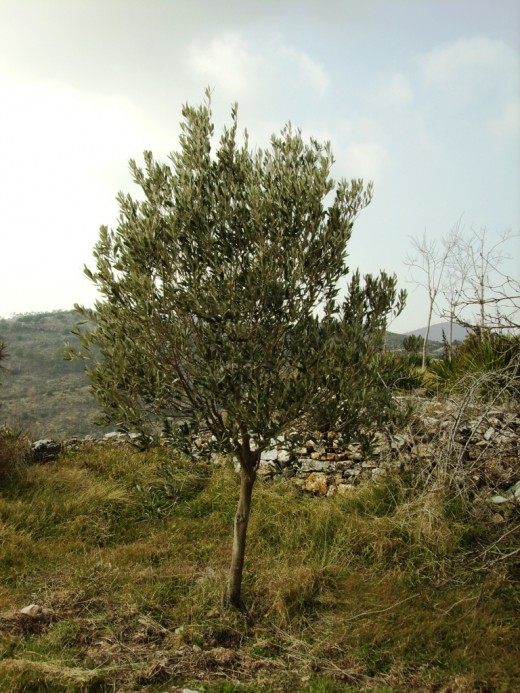 Reproduction of Olives - care