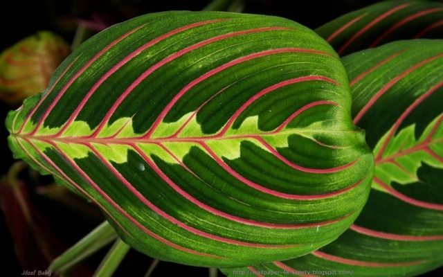 Maranty leaf «Fascinator»