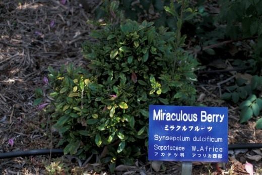 Berries that change the taste - care