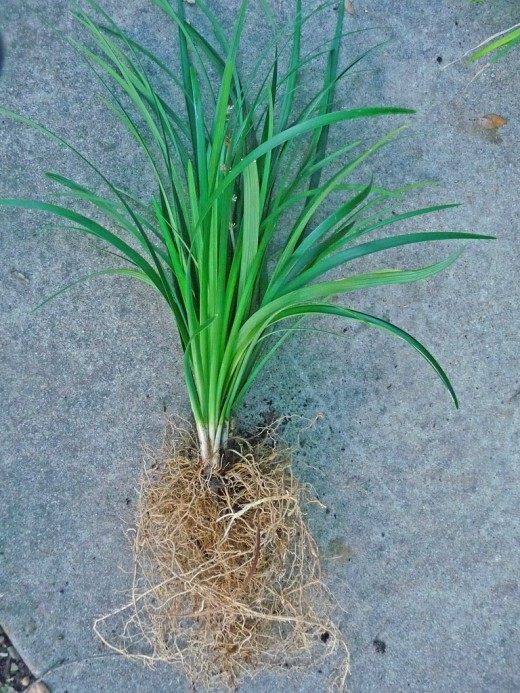 Japanese ophiopogon, Japanese lily of the valley - care