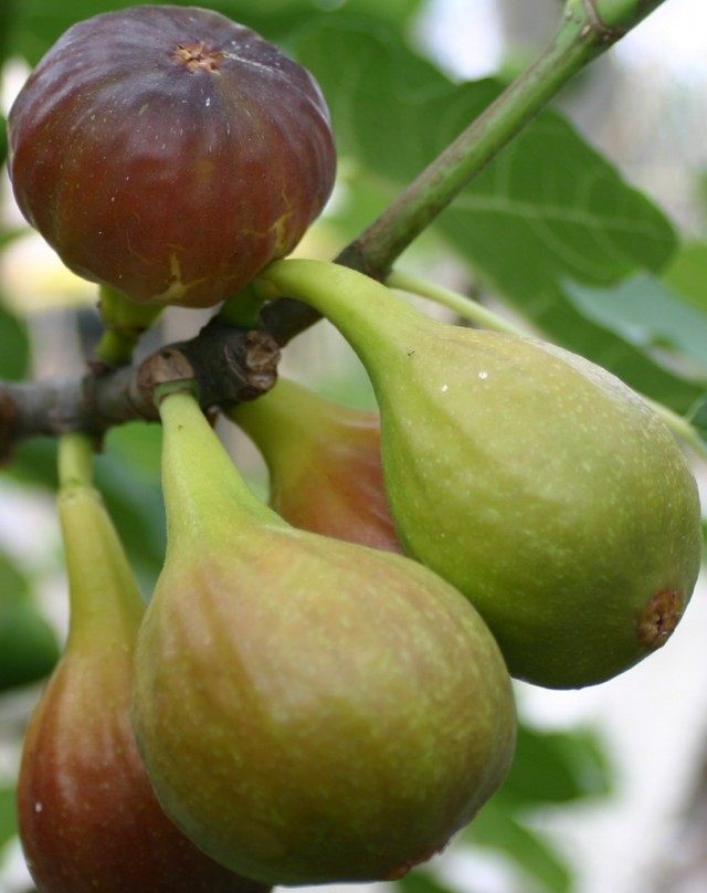 Fig tree, or fig, or fig tree