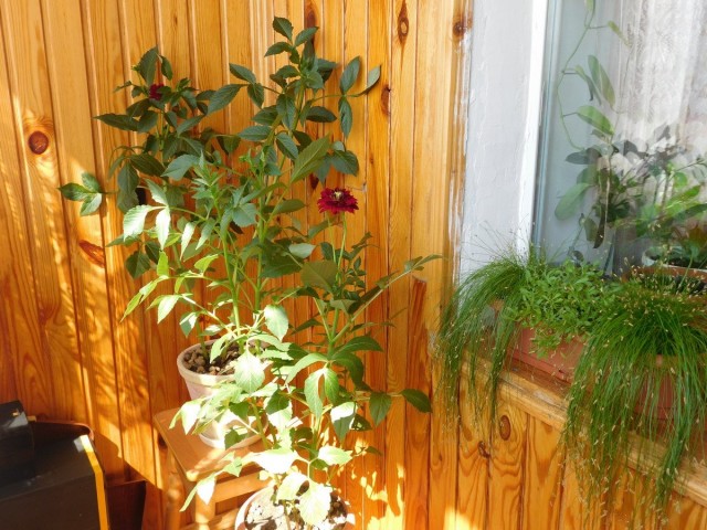 My dahlias in early June