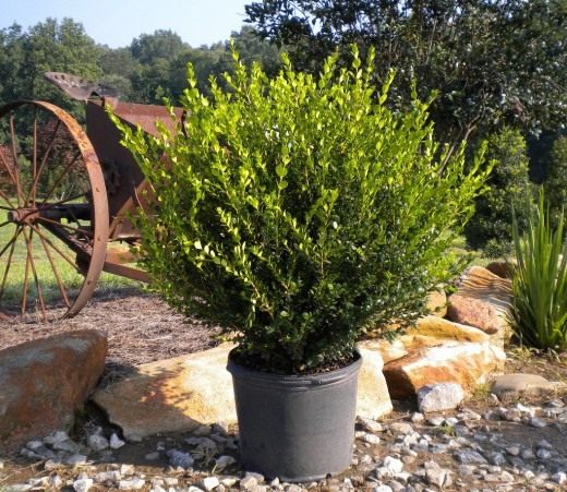 Decorative pot plants for terraces and patios - care