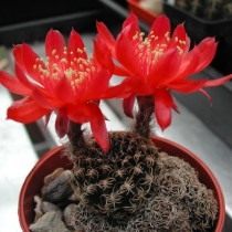 Echinopsis Shil