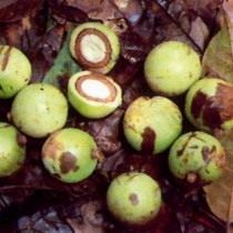 African walnut, or Cole edible (Coula edulis)