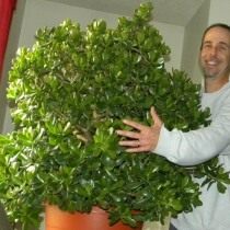 A six-year-old money tree in an oversized pot