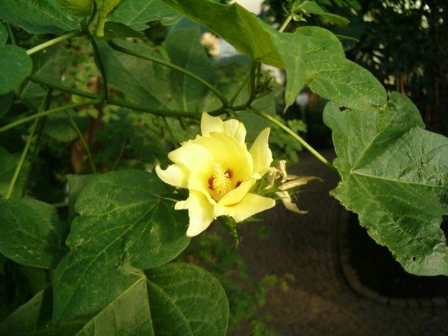 Cotton flower