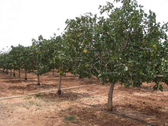 Plantation of pistachio trees