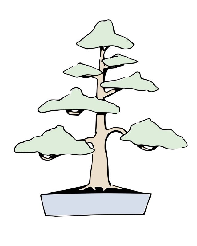 Chokkan bonsai style