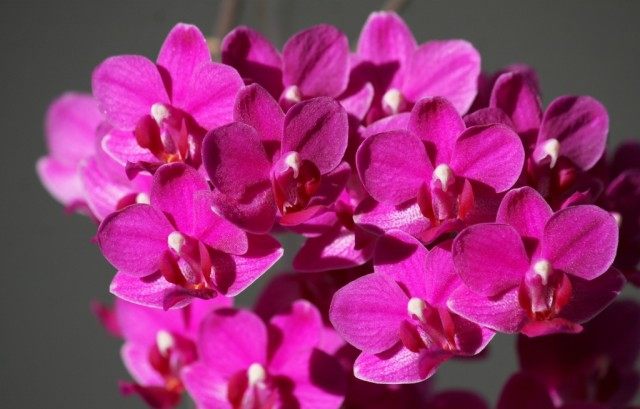 Phalaenopsis orchid pink hybrid