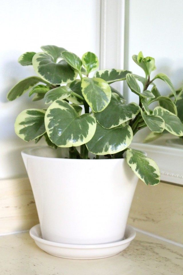 Peperomia dull-leaved variegated