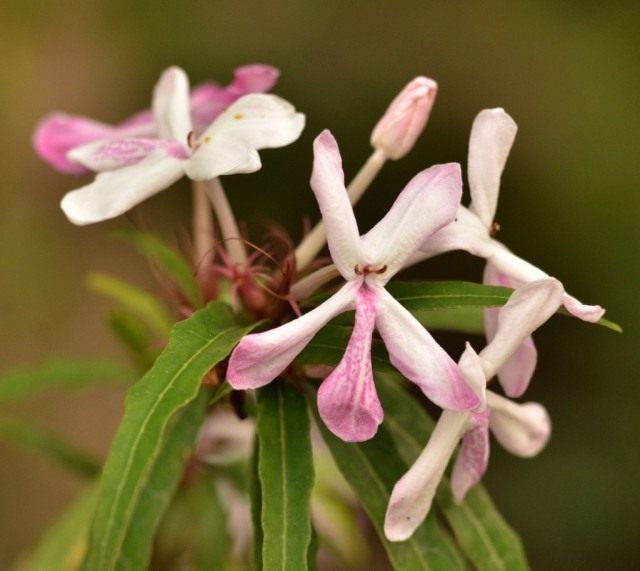 Pseudorantemum long-flowered, or notched