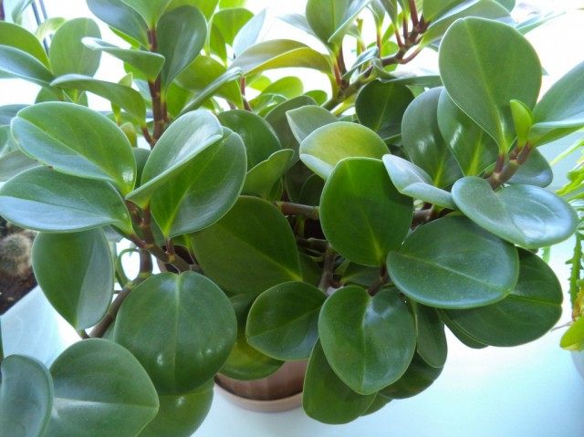 Peperomia blunt-leaved
