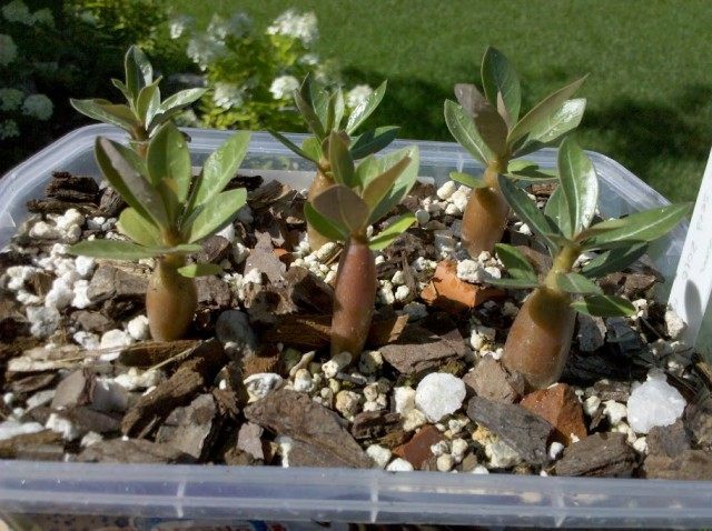 Adenium, seedlings, 2 months