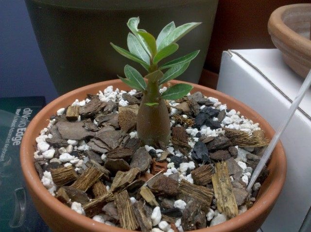 Adenium, planted seedling, 3 months