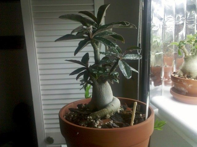 Adenium grown from seed, plant 12 months