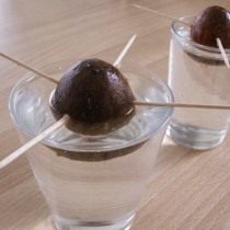 Avocado seeds sprouting in water