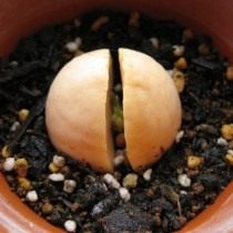 Germinating avocado seed in soil
