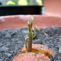 Seed avocado sprout