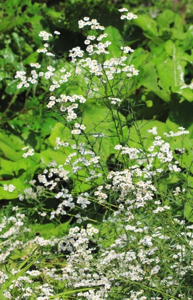 Yarrow ptarmica, or sneeze herb, common sneezer