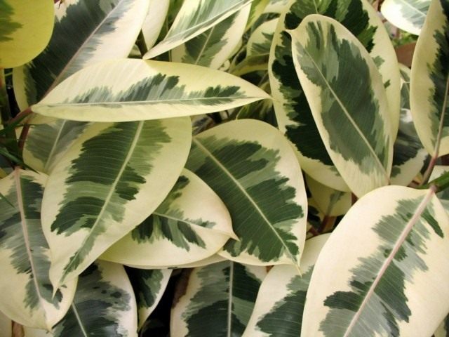 Ficus rubbery, or Ficus elastic variegated form