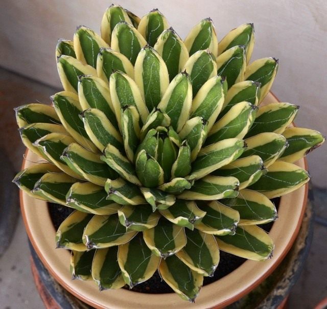 Queen Victoria's Agave, 'Variegated
