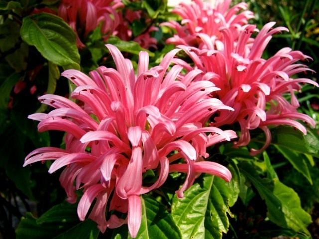 Justice flesh or meat-red, Jacobinia flesh (Justicia carnea)