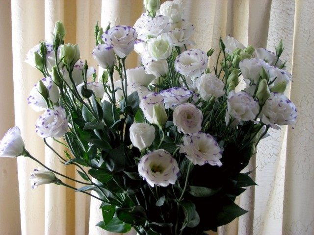 Bouquet of eustoma