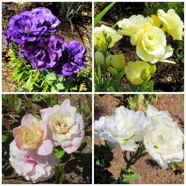 Variety of eustoma colors