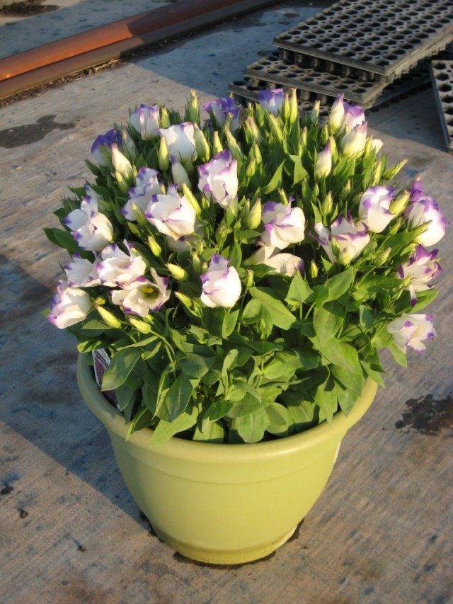 Eustoma in a pot