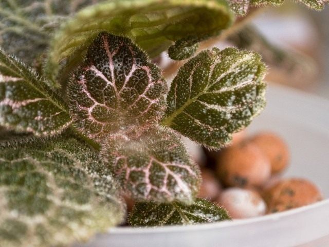 Episcia variety 'Jim's Patches