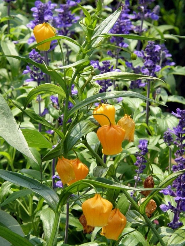 Sandersonia orange