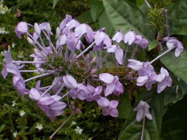 Pseudoerantemum Anderson (Pseuderanthemum andersonii)