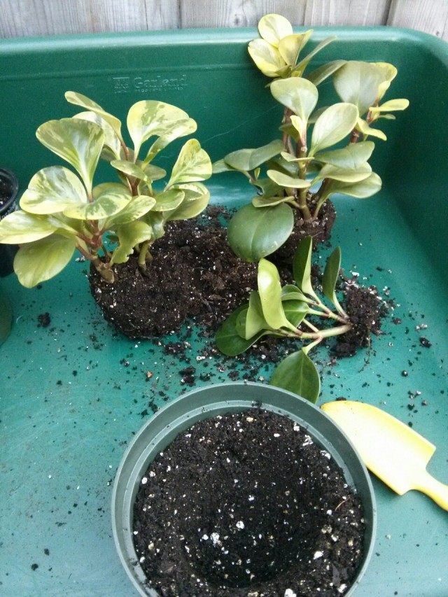 Transplanting and dividing an overgrown indoor plant