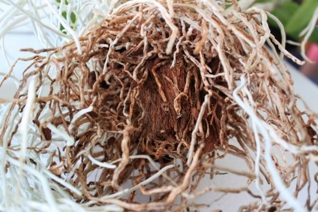 When transplanting a houseplant, check the condition of the root system.