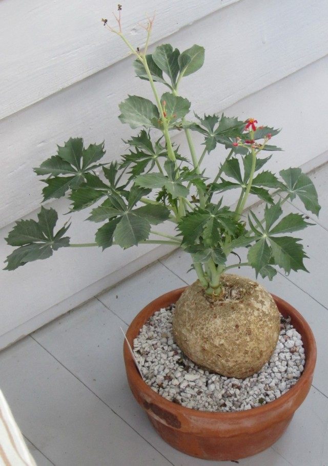 Jatropha berlandieri (Jatropha berlandieri, today classified as a species of Jatropha cathartica)