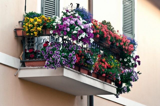 Flowers on the balcony