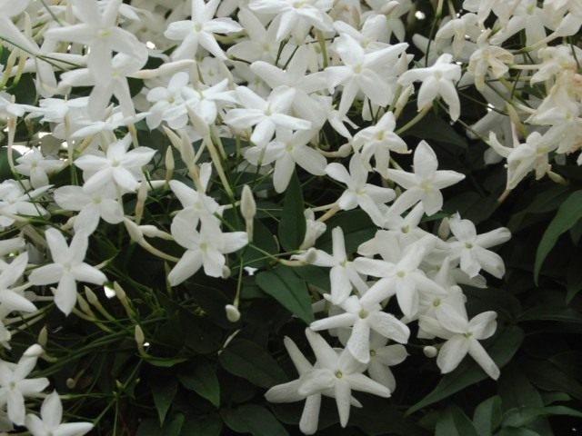 Jasmine multiflorous (Jasminum polyanthum)