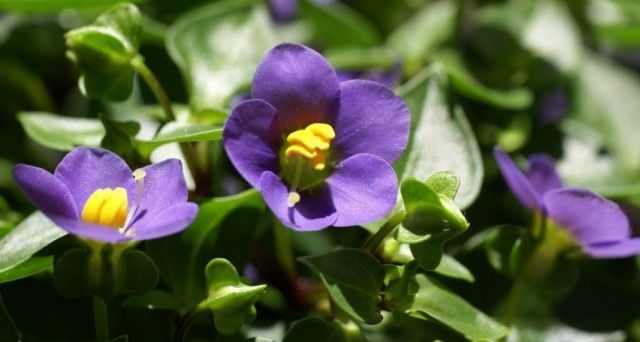 Exacum related, or Persian violet (Exacum affine)
