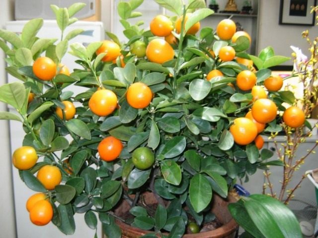 Mandarin tree (Citrus reticulata)