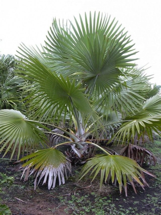Palm Latania