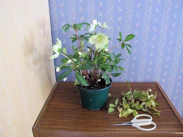 Pruning dry leaves on a houseplant