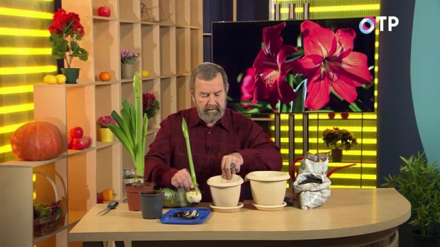 Getting started with hippeastrum transplant