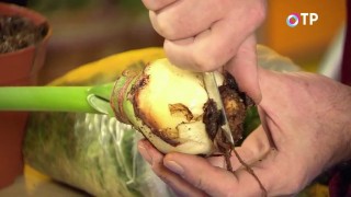 We clean the rotten roots on the bottom of the hippeastrum bulb