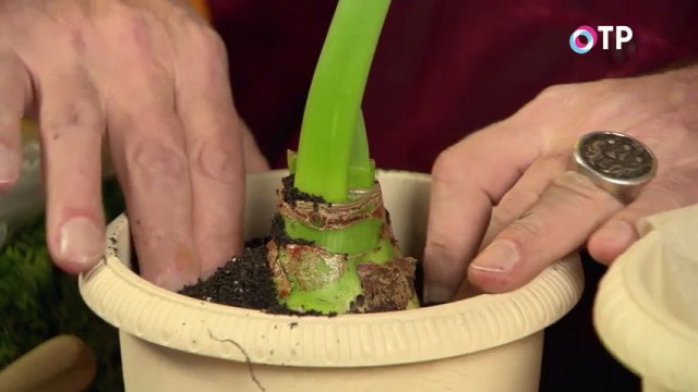 Sprinkle the planted hippeastrum bulb with earth half the height, crush the soil, securing the bulb